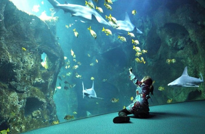 Grand aquarium de st malo